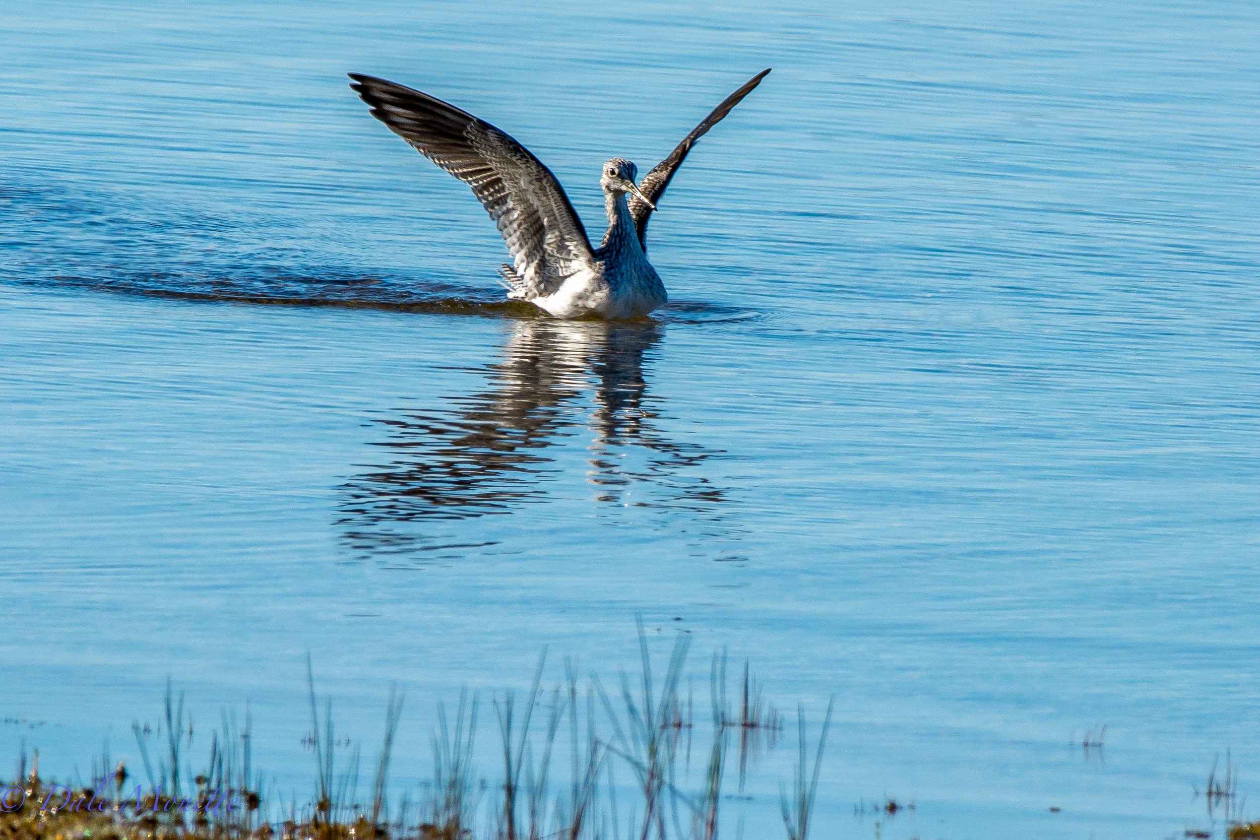 Greater yellowlegs