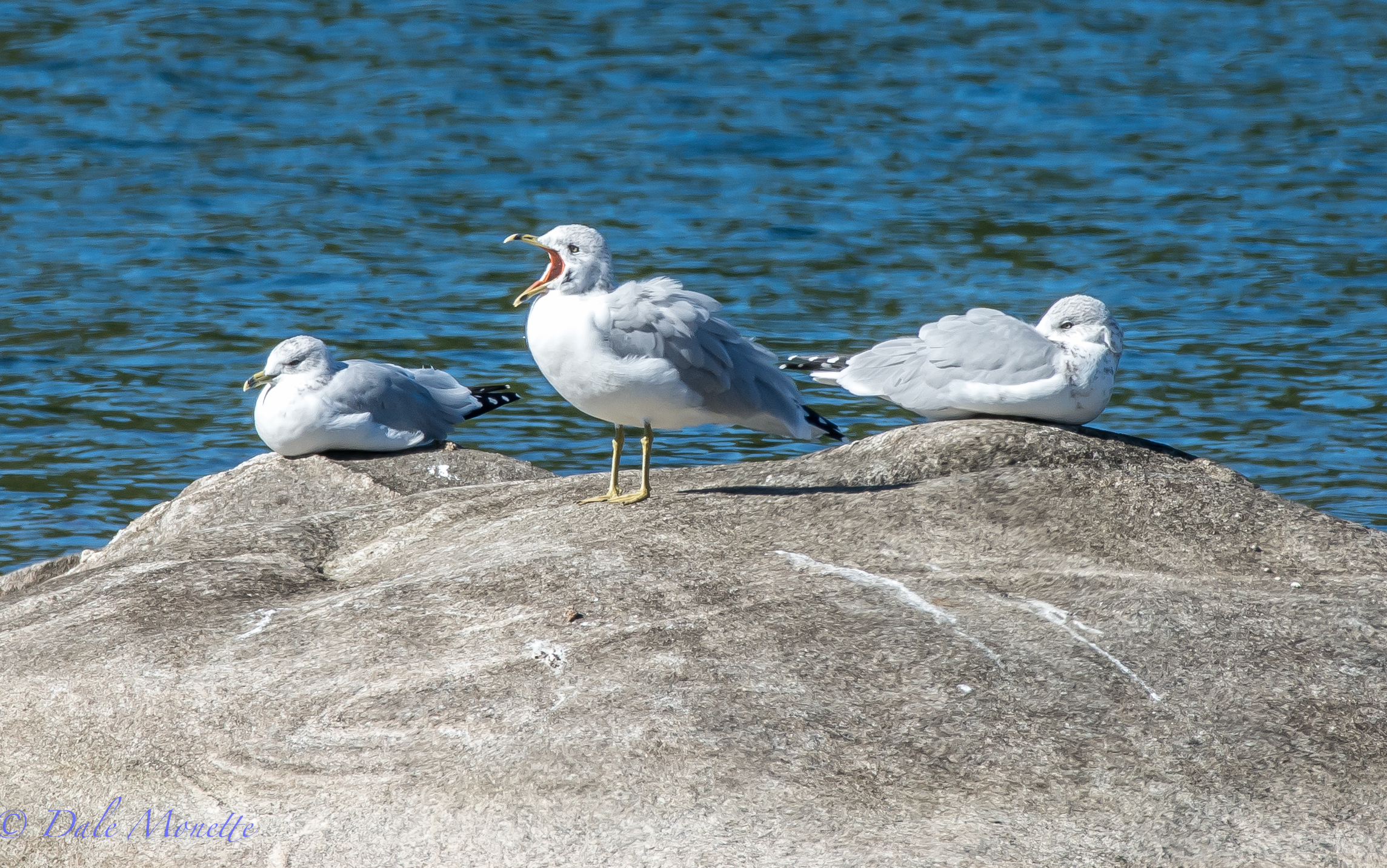 Ring billed gulls are quite common at Quabbin