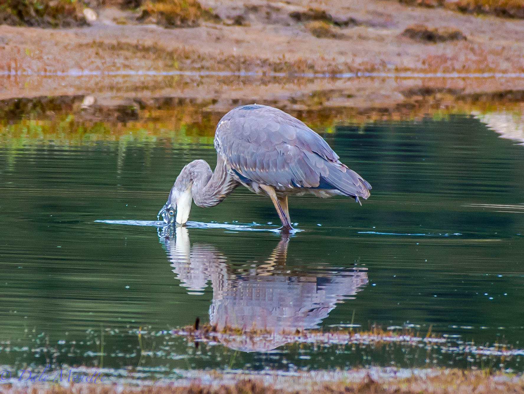 Great blue heron