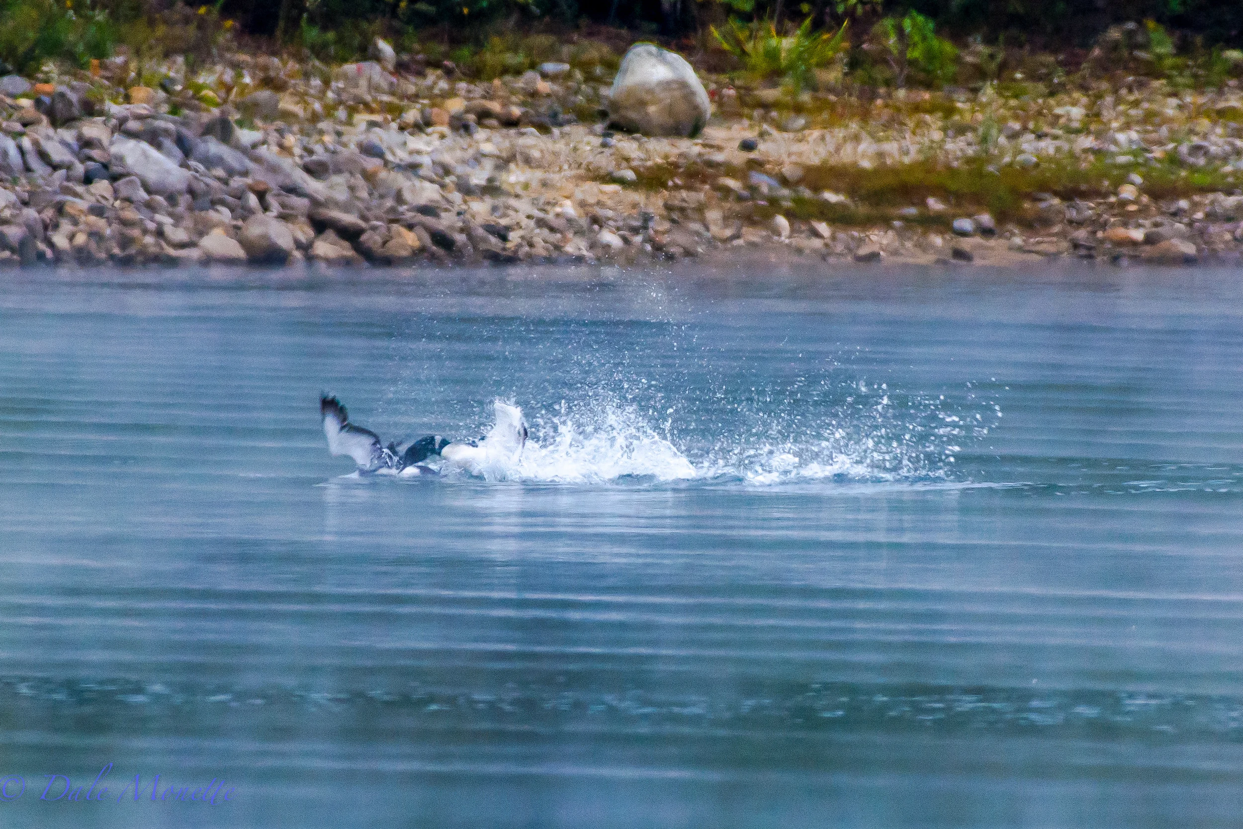 Loons tangle