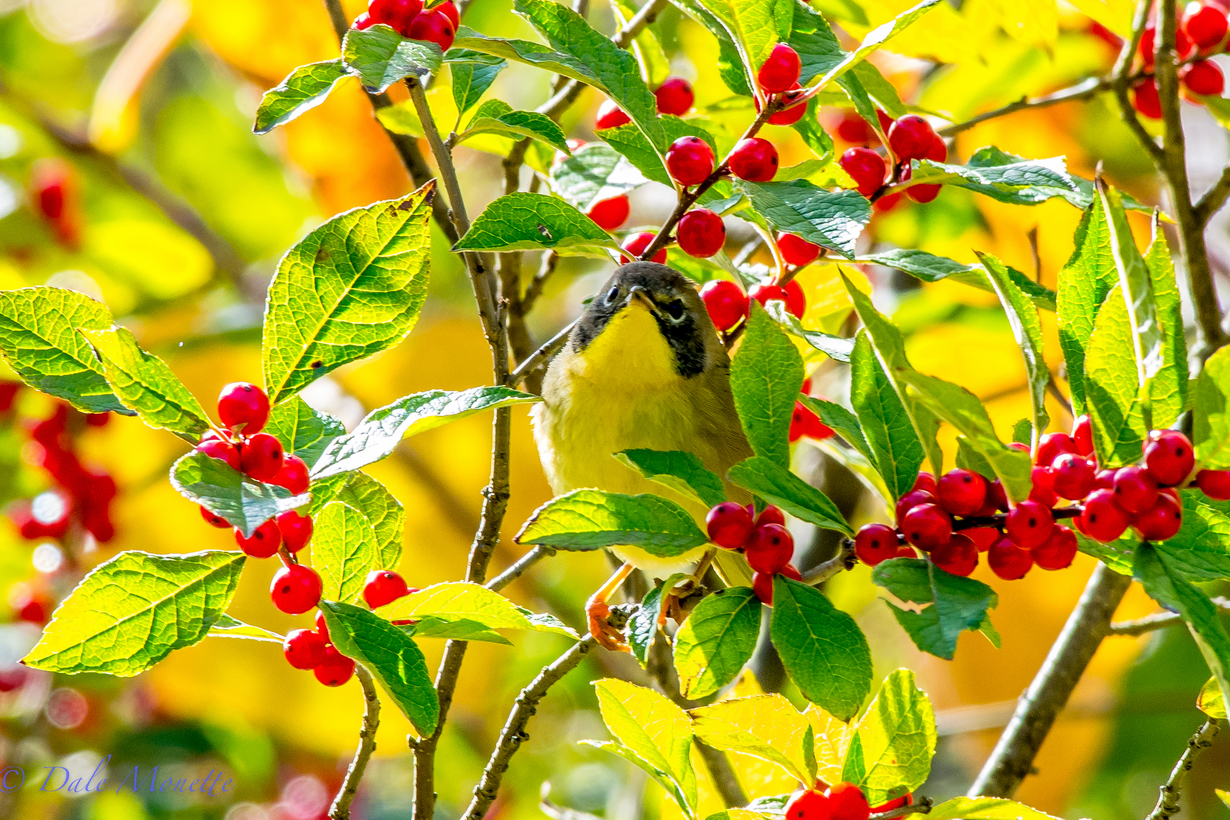   A common yellowthroat rummages through a winterberry bush looking for breakfast in early October. &nbsp;10/4/15  
