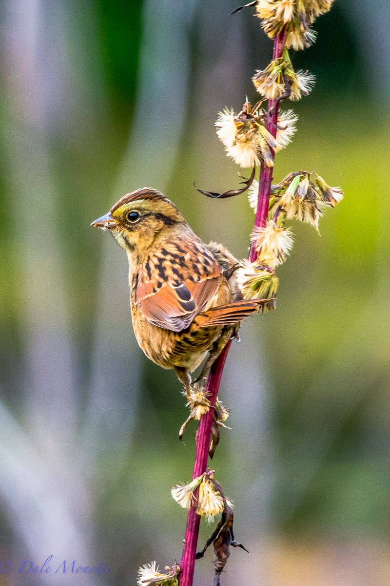 Swamp sparrow also migrating. Found on the power lines running thru northern Quabbin. 10/5/15
