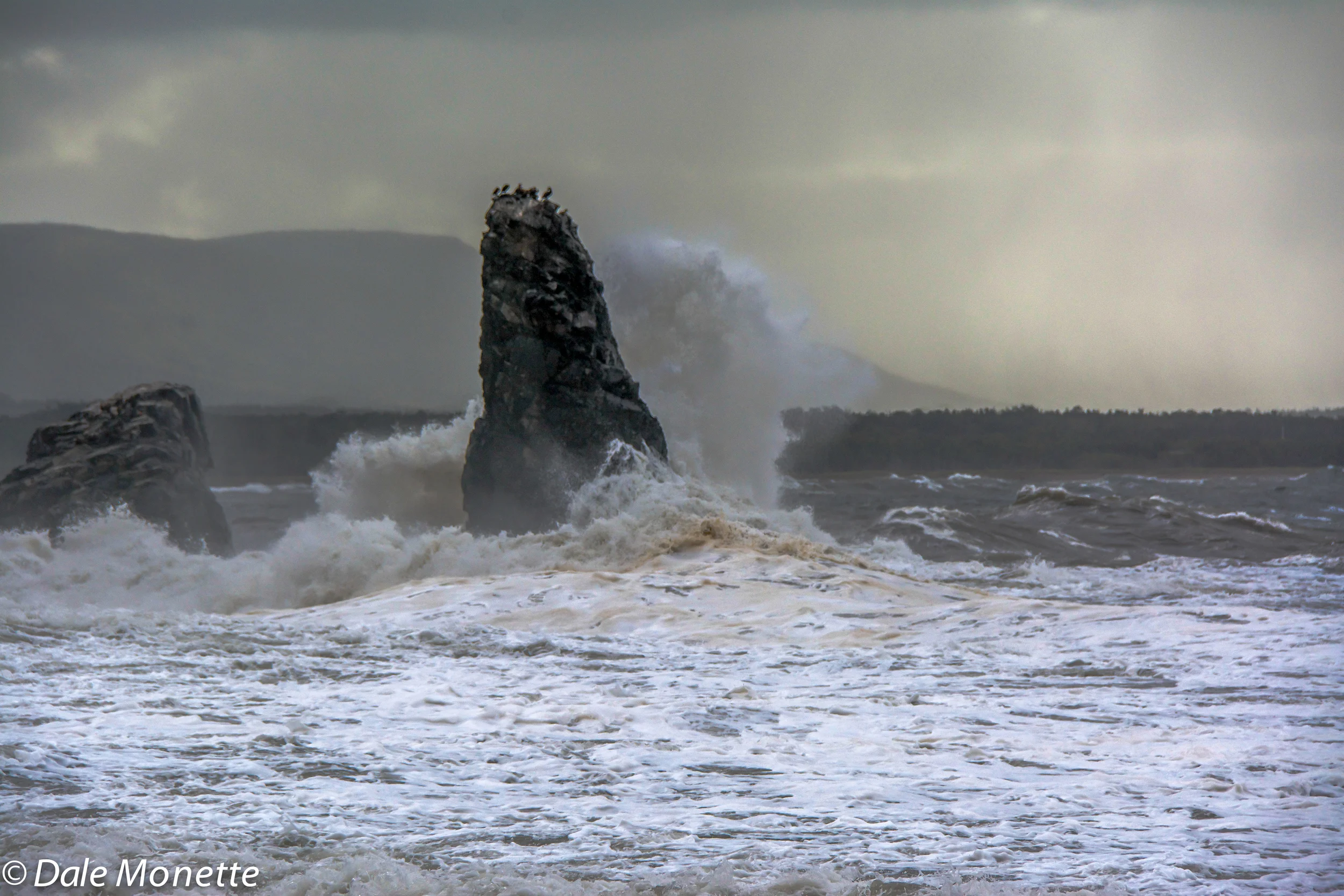 Cormorants riding out the waves