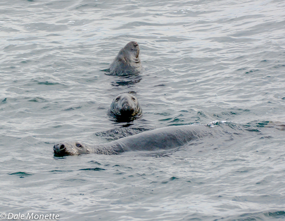 Gray seals