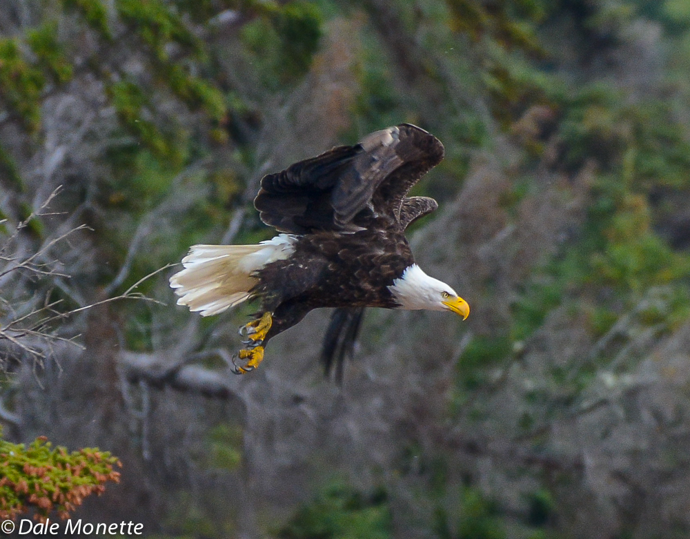 I saw this 3rd eagle sitting over a beach eyeing a flock of sea ducks.  As he watched the ducks he didn't see me creeping up on him!  