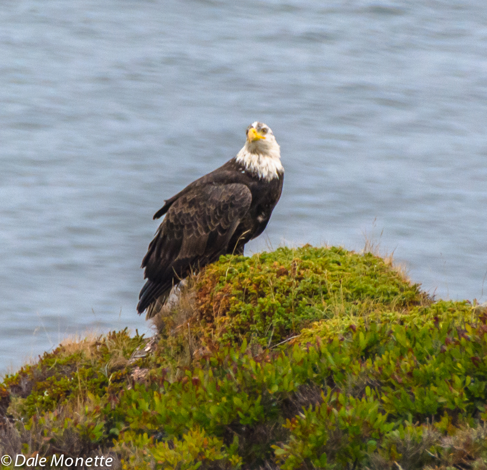   The first thing this morning I saw this eagle sitting on a hump overlooking the Aspy Bay. &nbsp;He watched me as I watched him. &nbsp;I took a couple of quick photos and he left. &nbsp;You can see he is not a full adult by the dirty look with his h