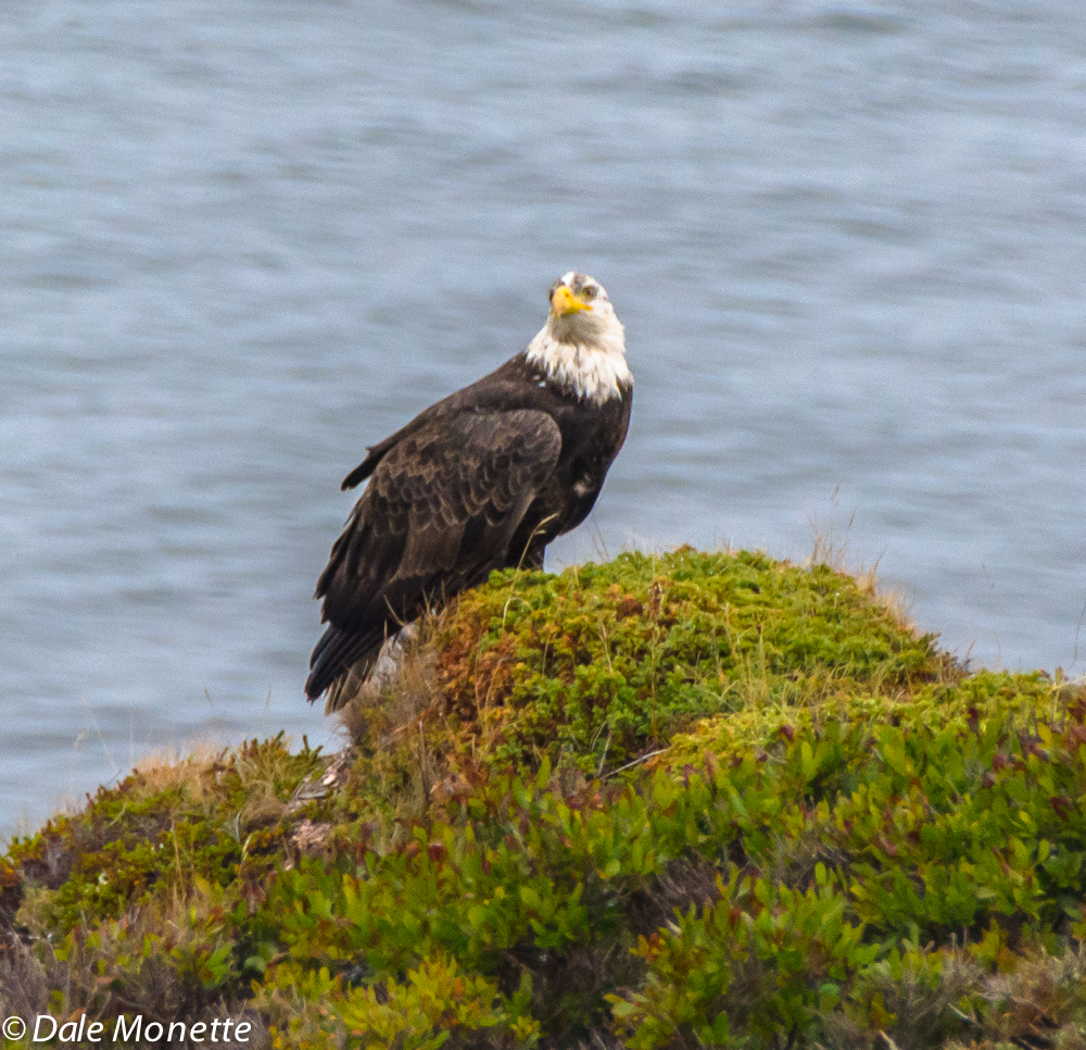 The first thing this morning I saw this eagle sitting on a hump overlooking the Aspy Bay. He watched me as I watched him. I took a couple of quick photos and he left. You can see he is not a full adult by the dirty look with his head feathers. 10/12/15