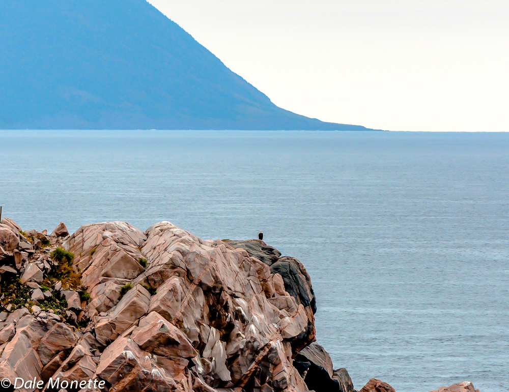 Here he is sitting on his ledge. This eagle seems quite small compared to the Aspy Bay and Money Point in the background. 10/12/15