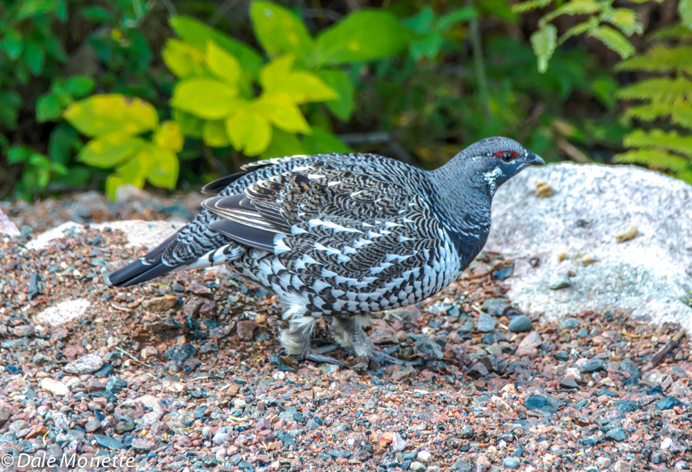 Male spruce grouse