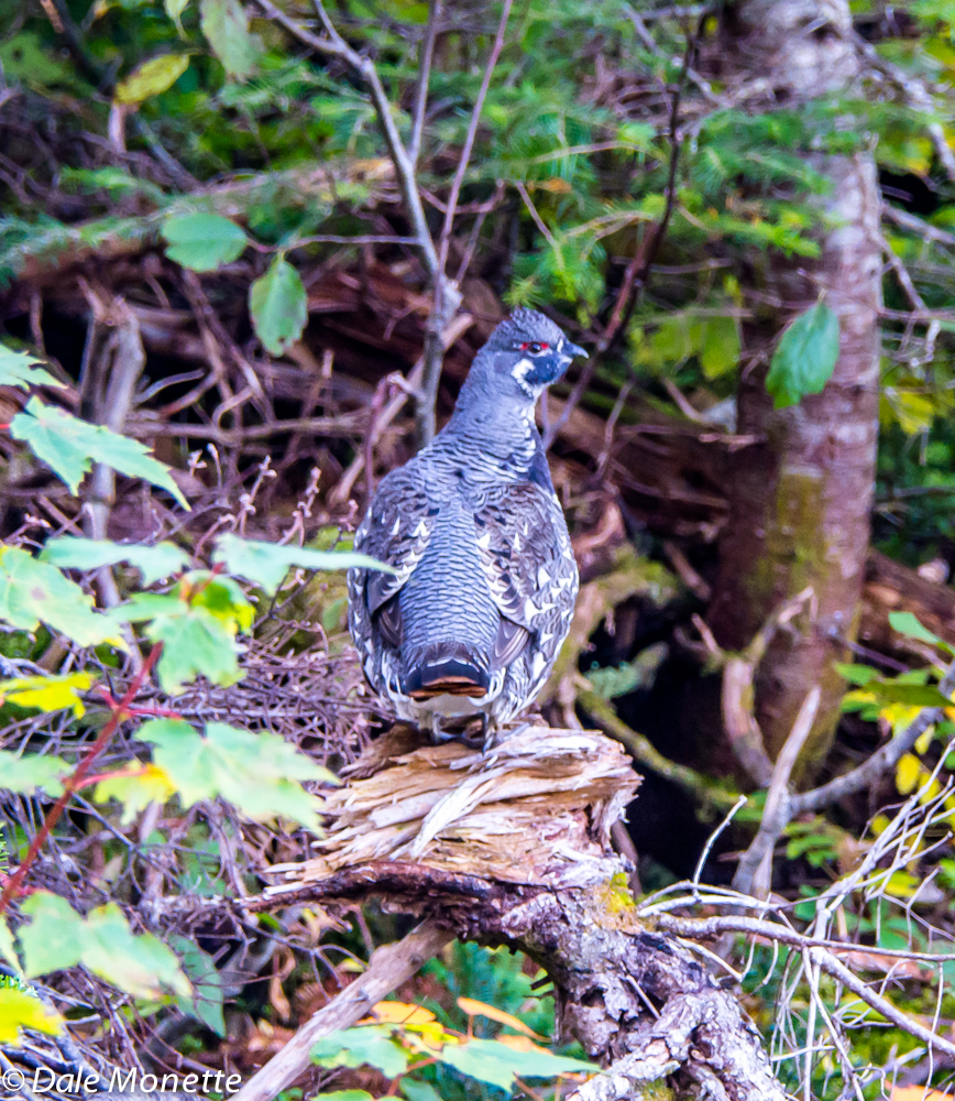 Spruce grouse number three