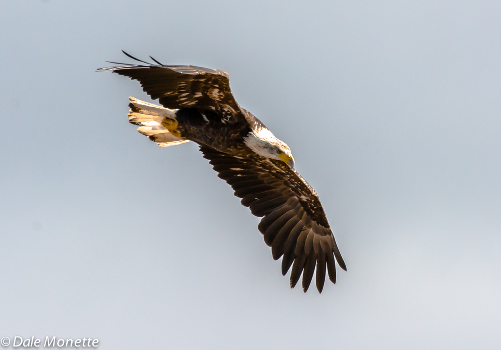 Sub adult bald eagle.  It still has some dark feathers in the tail and head. Probably four years old.