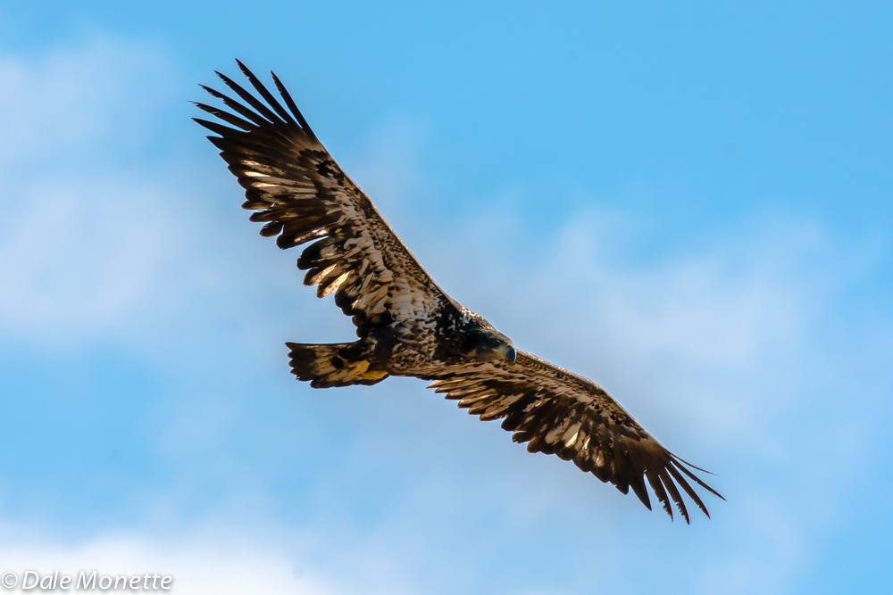 Juvenile bald eagle