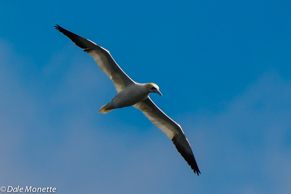 Gannets love to soar on the high winds......