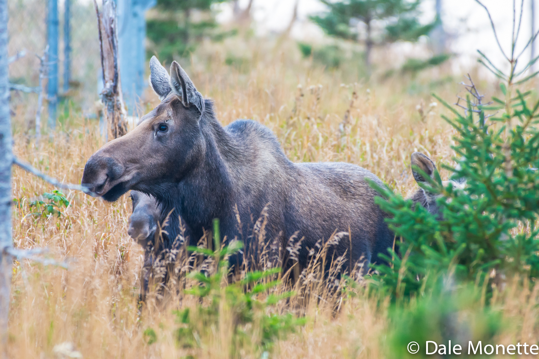 A female moose with her two young in tow on Cape Breton in THe Highlands National Park.  10/20/15