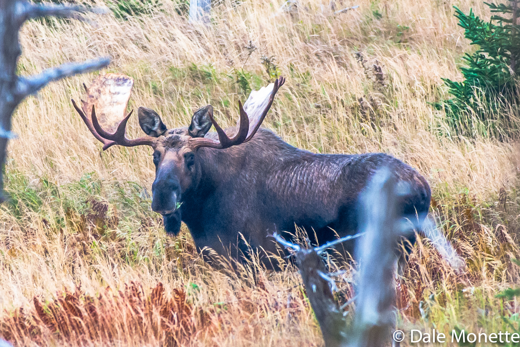 The moose Gods were with me today !
