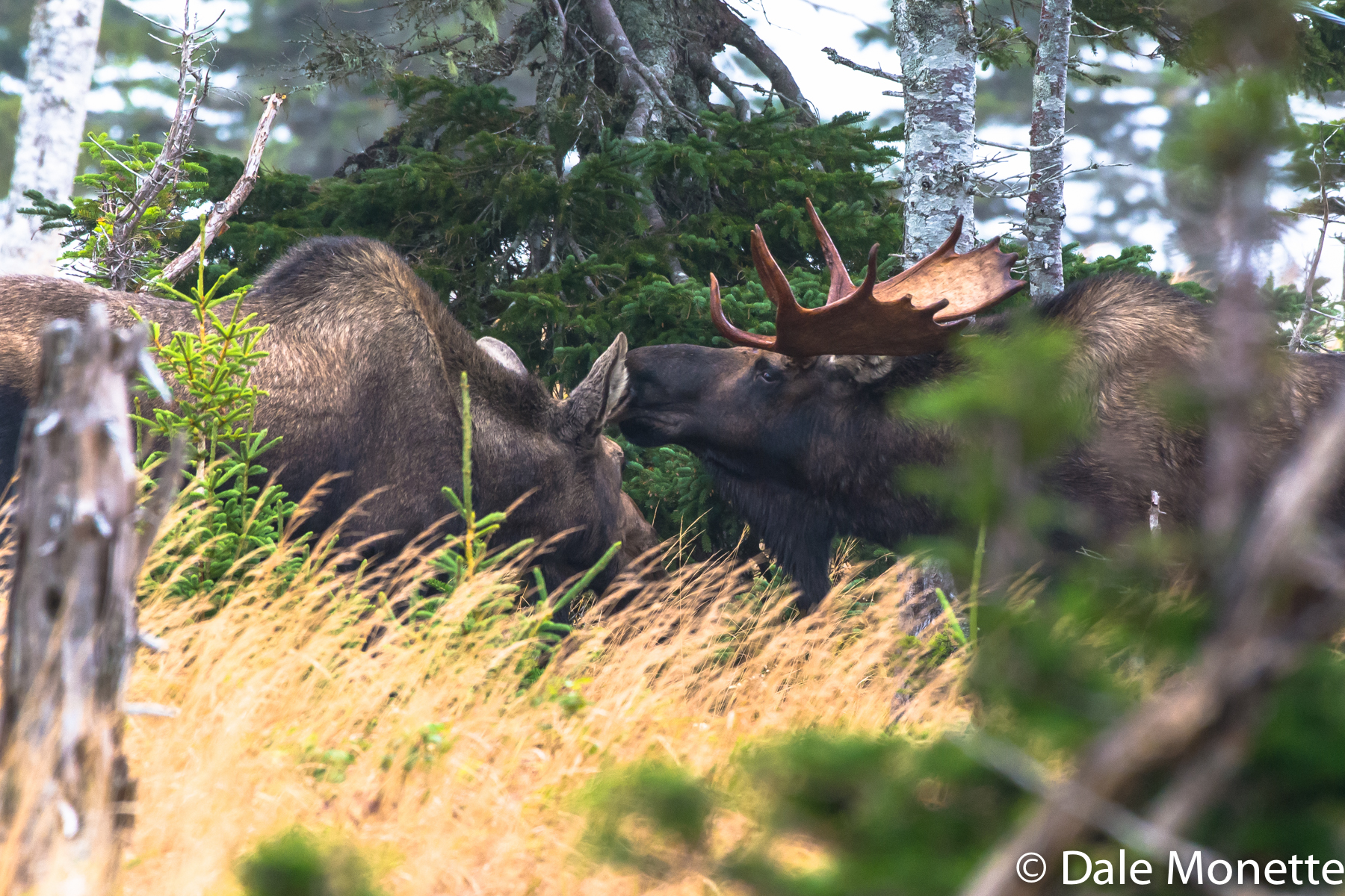moose number four, MOM !