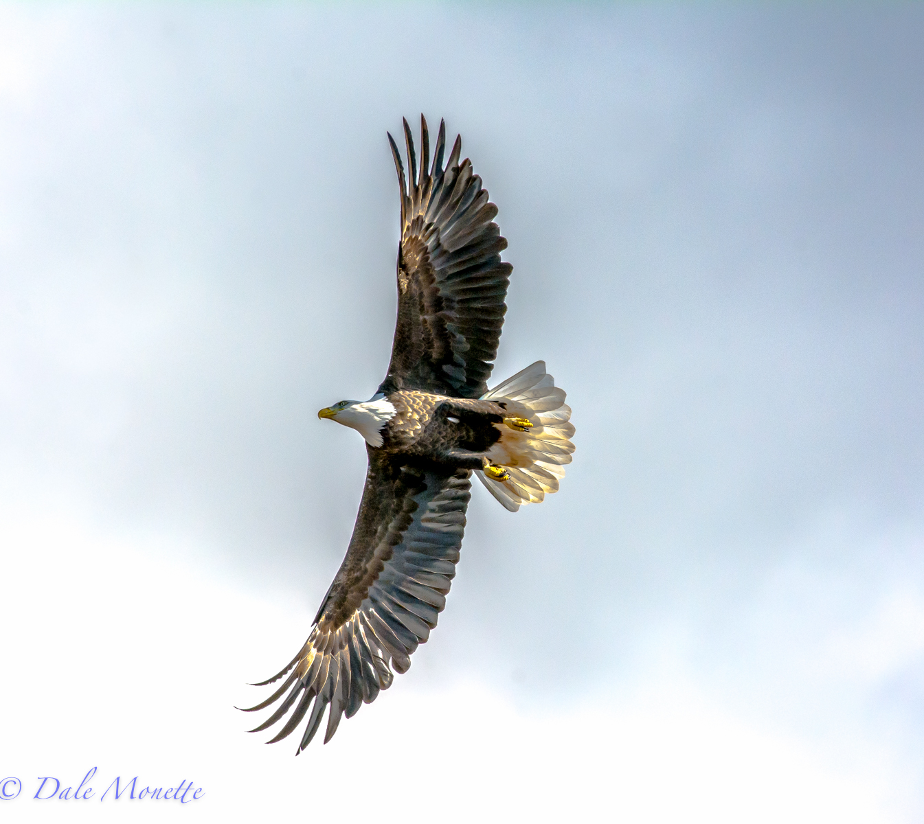 An adult bald eagle soars right on top of me !  10/20/15