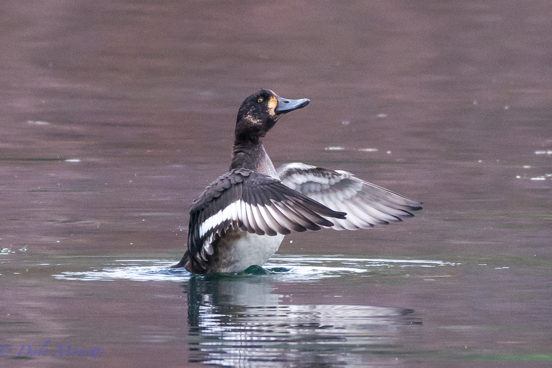 Greater scaup duck stretching its wings at the Quabbin.  10/22/15