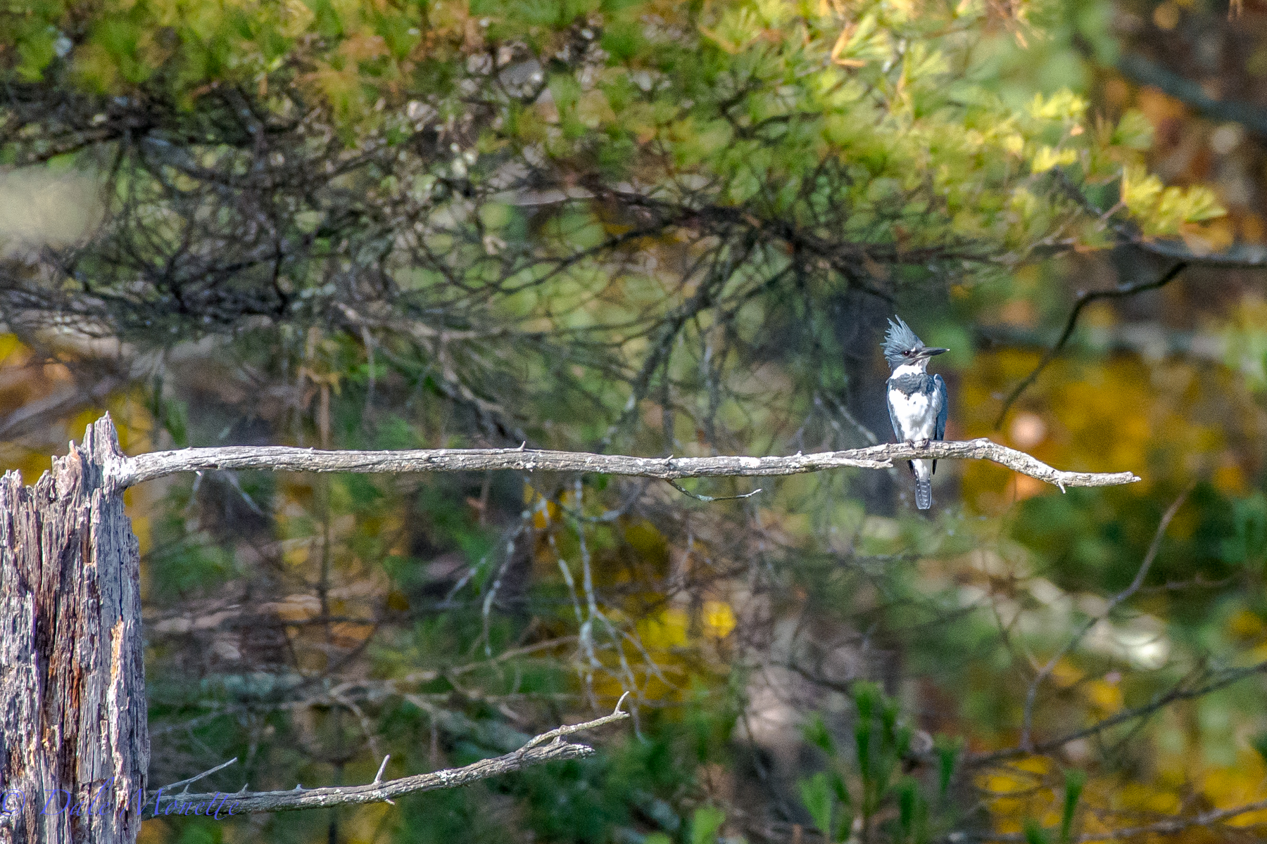 A male kingfisher has a great perch to fish from at a small beaver pond. 10/22/15