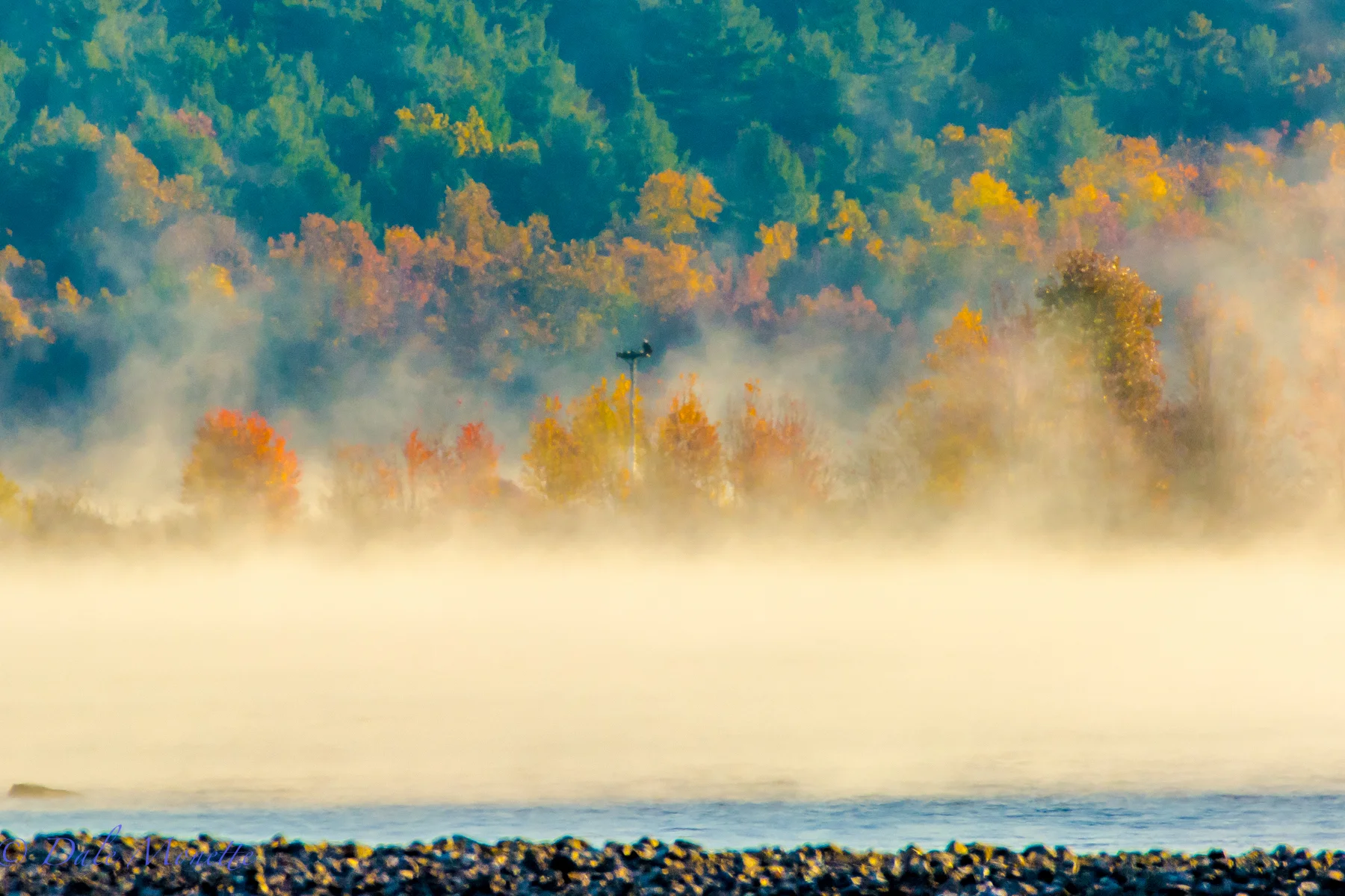 An adult bald eagle sits on an osprey nesting platform at Quabbin watching the fog disappear with the early sunrise. 10/27/15