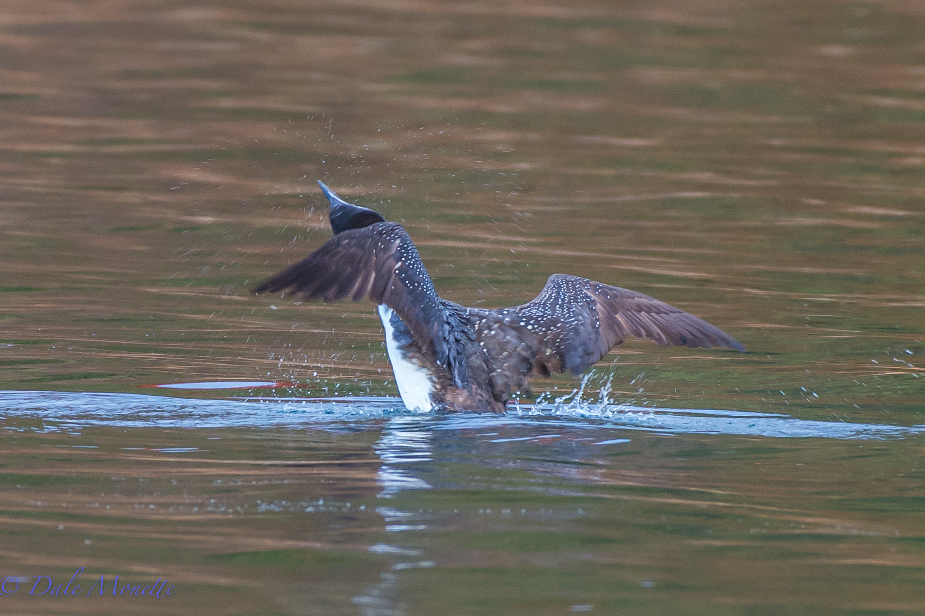 An adult loon shaking off excess water after a dive.  10/30/13