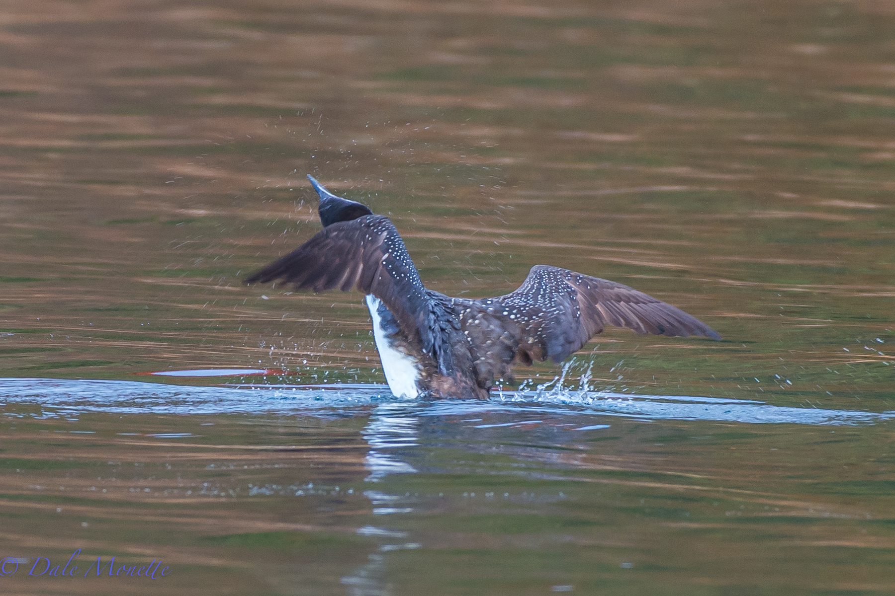 An adult loon shaking off excess water after a dive. 10/30/13