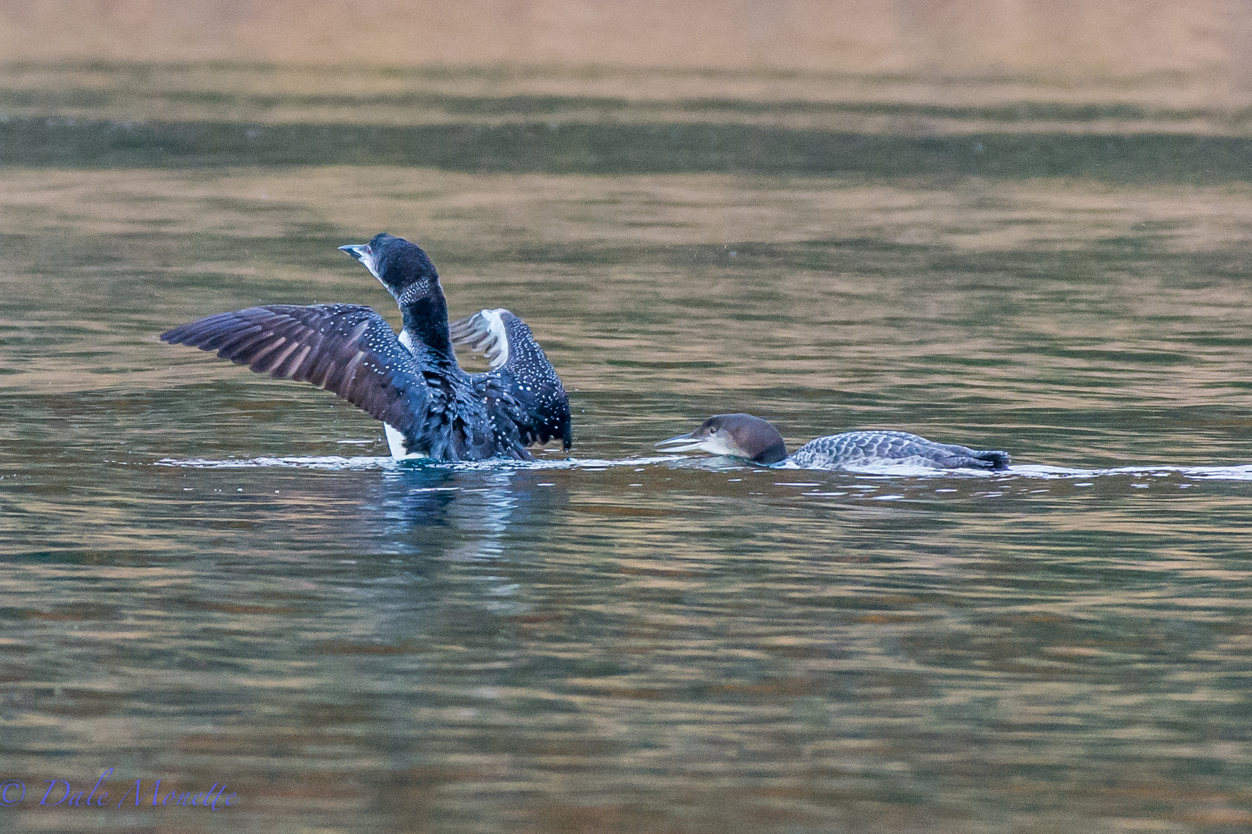 Booth the adult and the chick together early this morning on Quabbin.  10/30/15