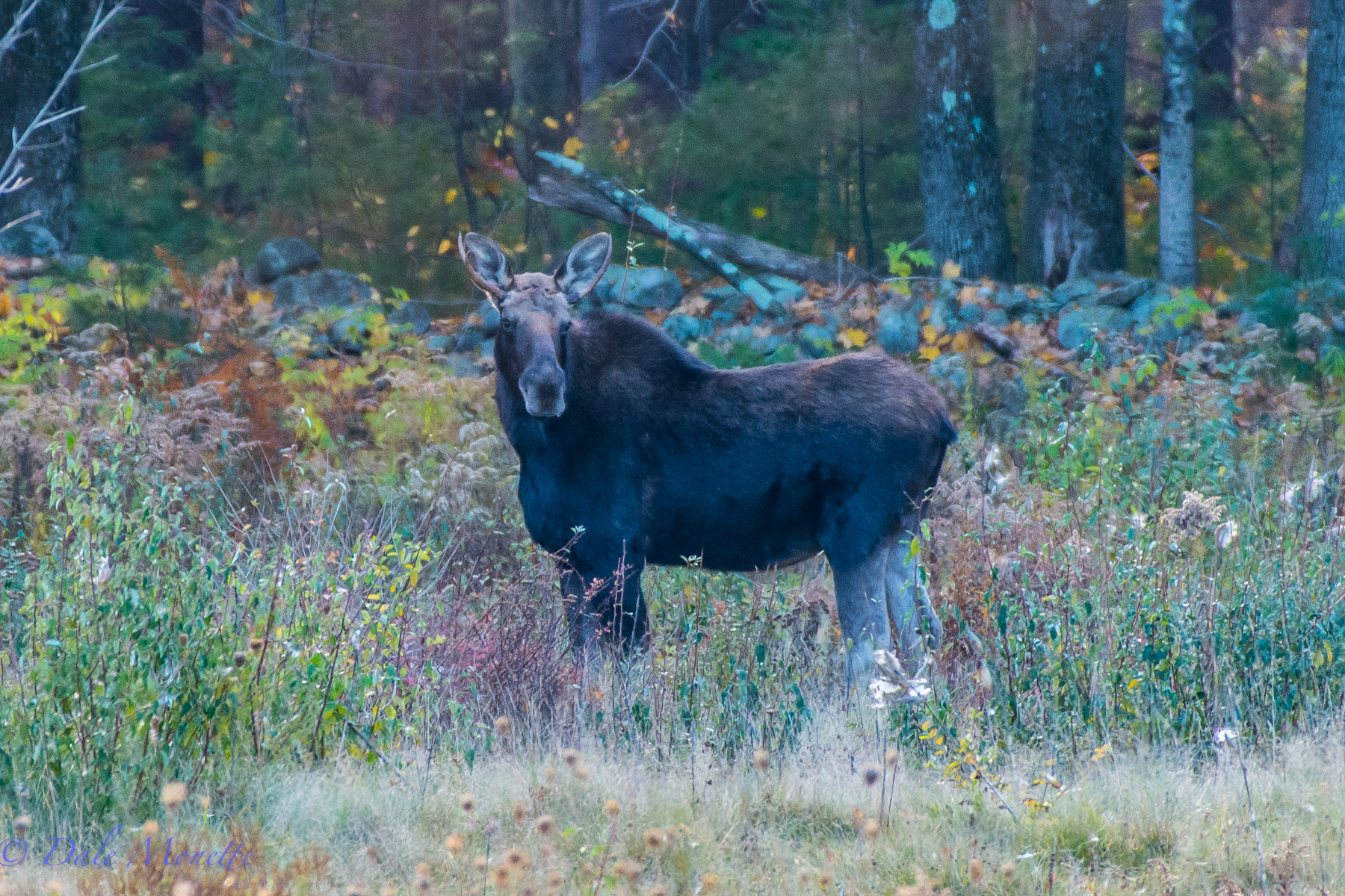 A spike horn bull moose. You have to look hard to see the antlers.