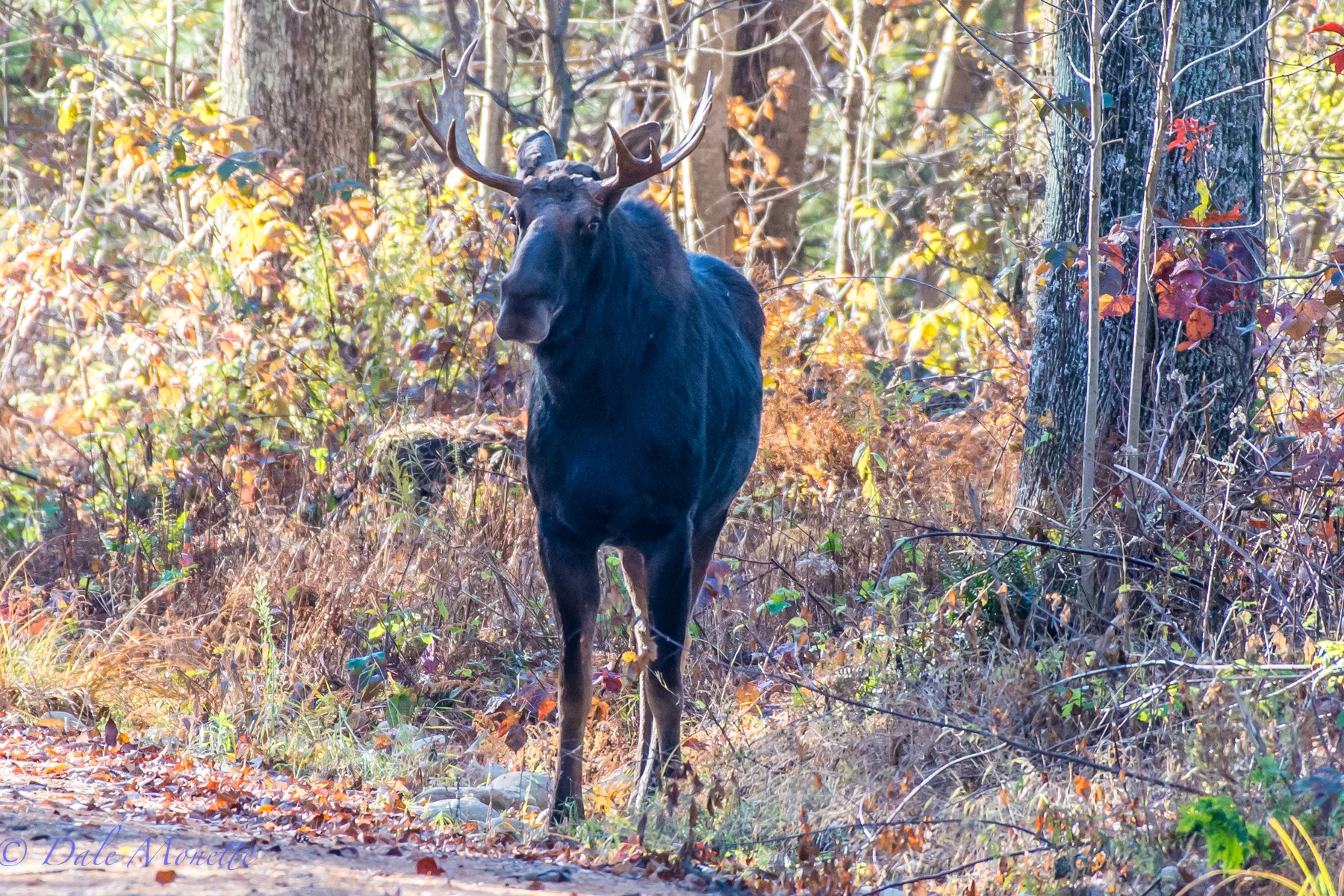 A young bull moose was standing along the roadside. I thought he may be thumbing, or hoofing a ride, but I was wrong. 11/2/15