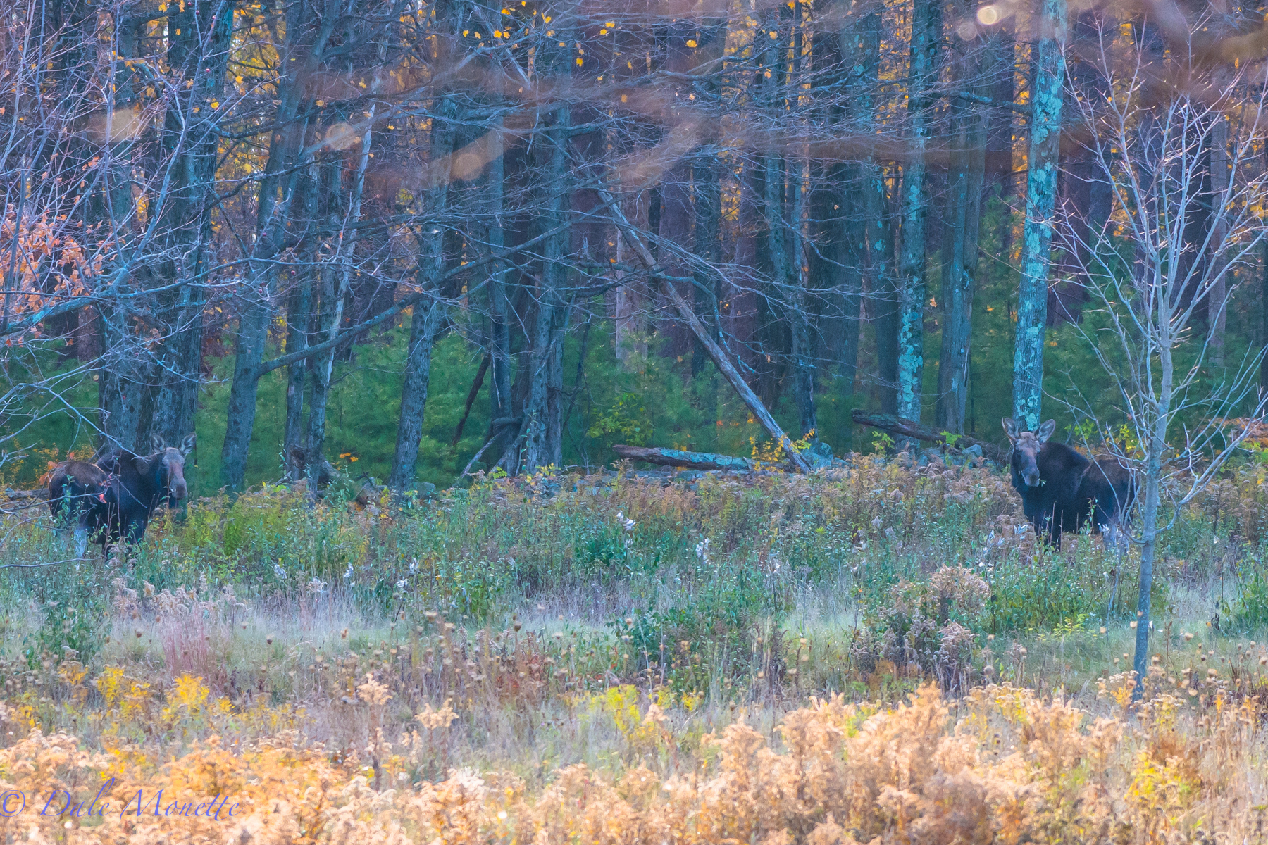 Today was a seven moose day ! Heres two thinking "who ta hell is that?" 11/2/15