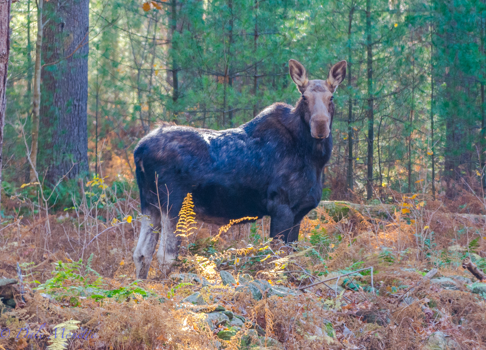 Sometimes its really good to own a 500mm lens !