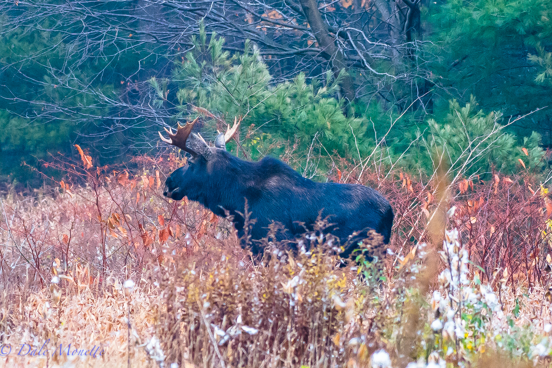   As I was set up alongside a field this morning,&nbsp;this bull moose came crashing out of the woods running right along. It ran about 100 yards, stopped, sniffed, looked around and ran off. I saw him again about an hour later.   