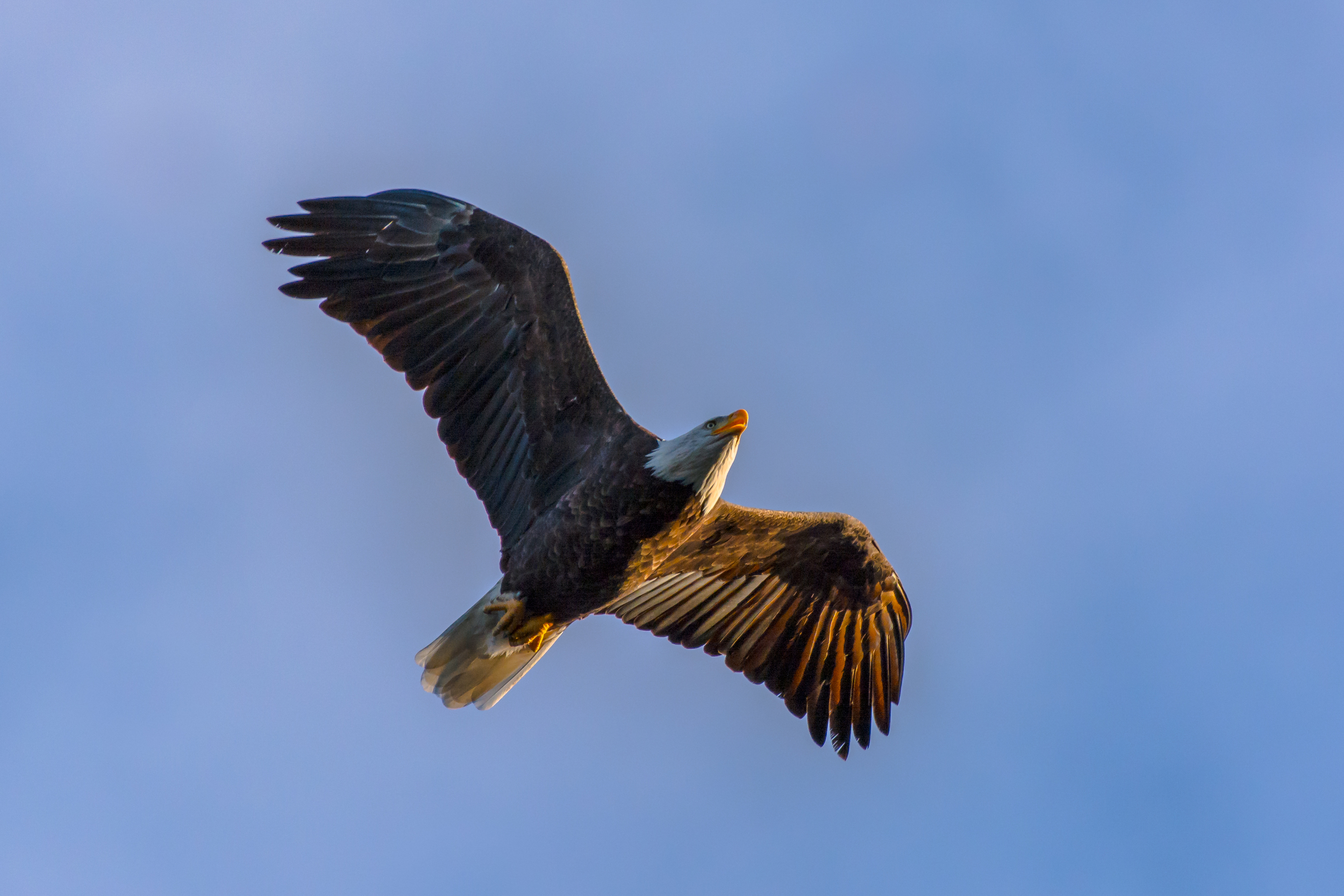 Early morning eagle