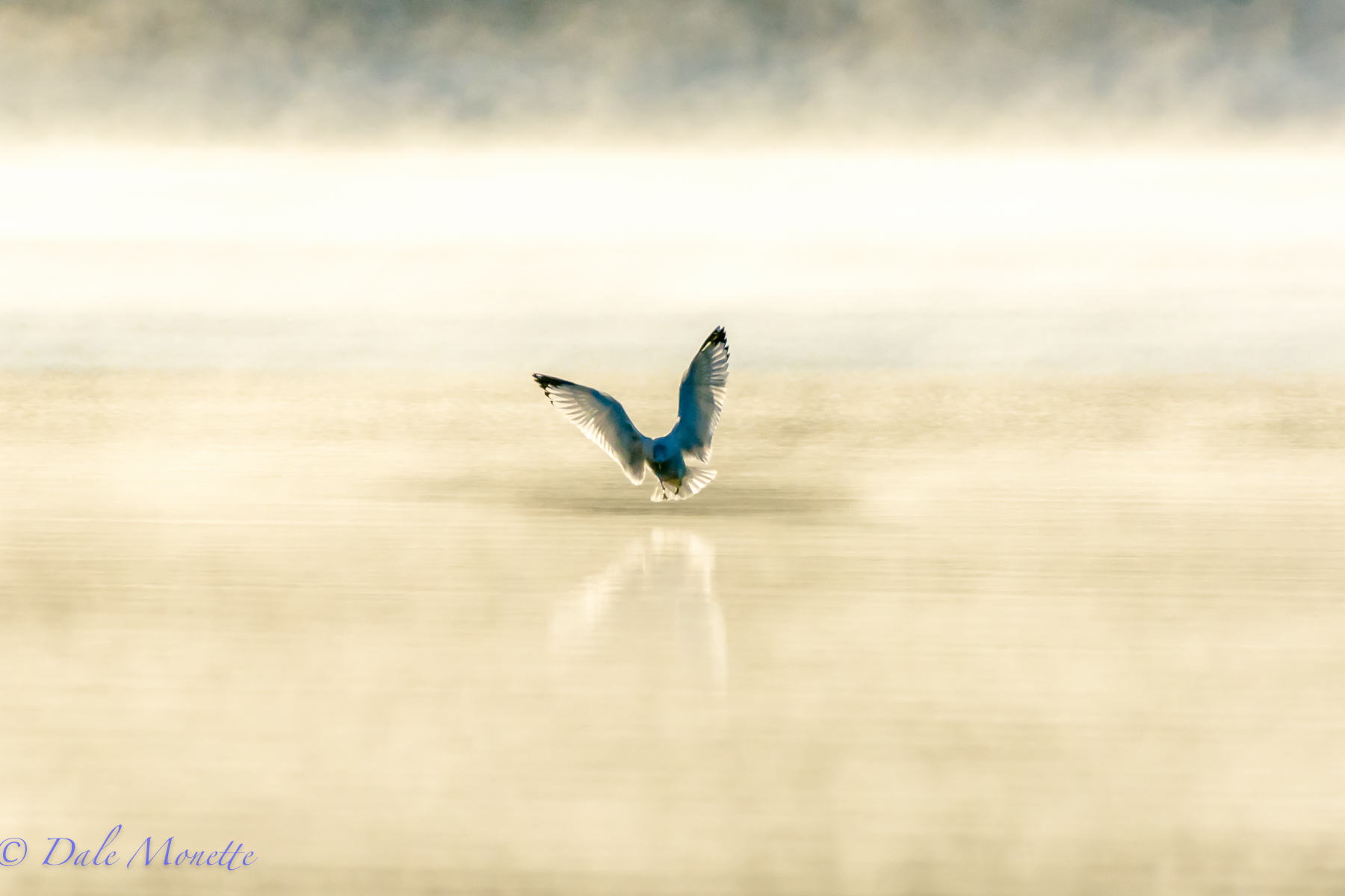   This ring billed gull landed a ways away in the fog this morning in the early sunlight at Quabbin and Bingo !! &nbsp;Instant photo !! &nbsp;11/17/15  