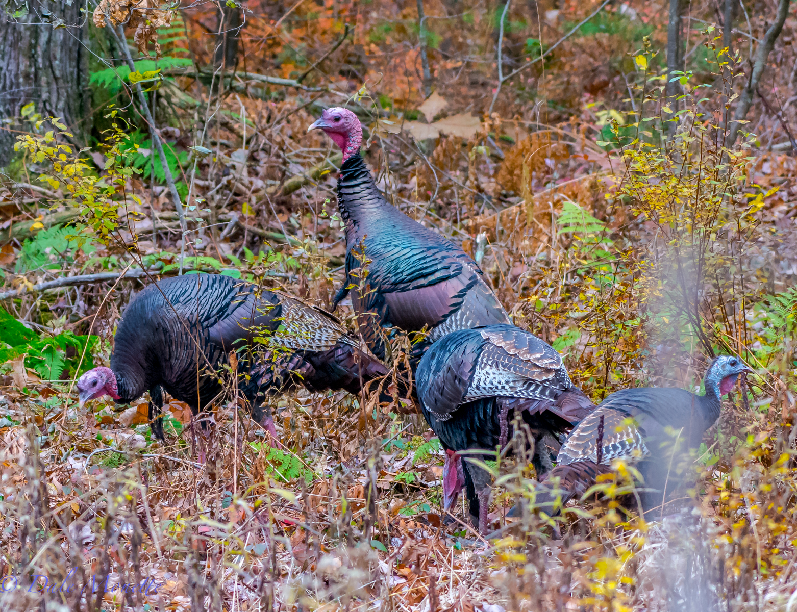   The Quabbin turkeys wish everyone a Happy Thanksgiving and say they are thankfull there is no turkey hunting in the Quabbin Reservoir ! &nbsp;11/25/15  