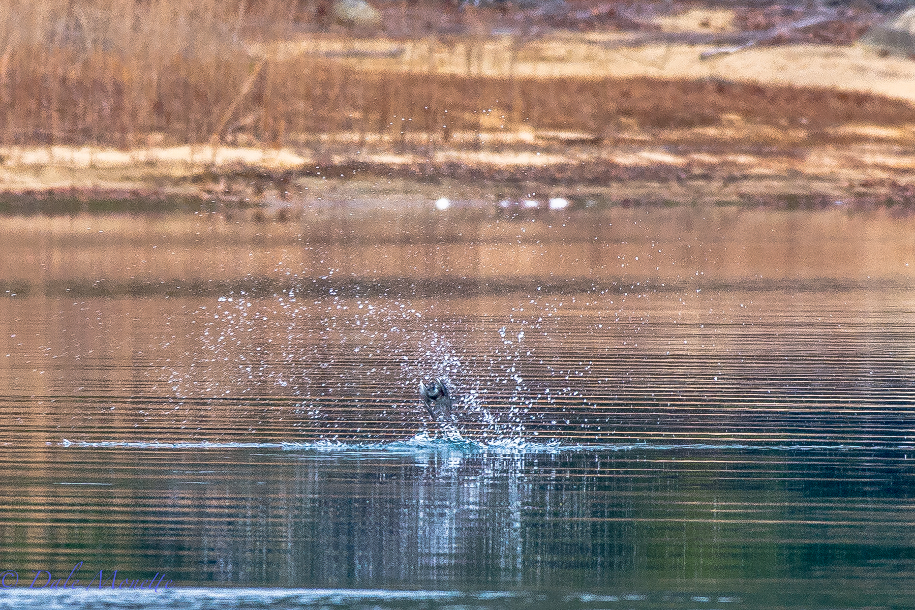 Belted kingfisher