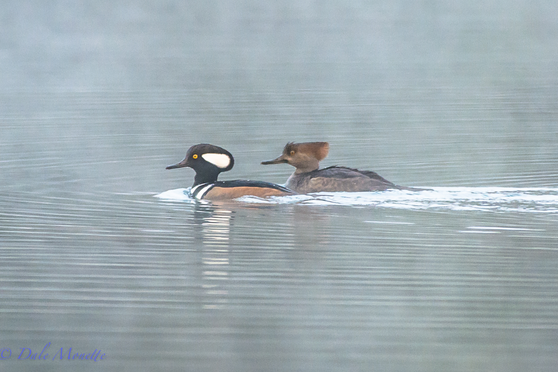 Hooded mergansers