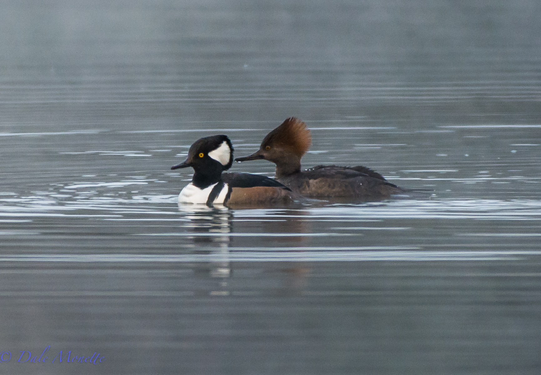 A pair of hooded mergansers hunt for  food in the early morning fog in a small cove at Quabbin.  11/18/15