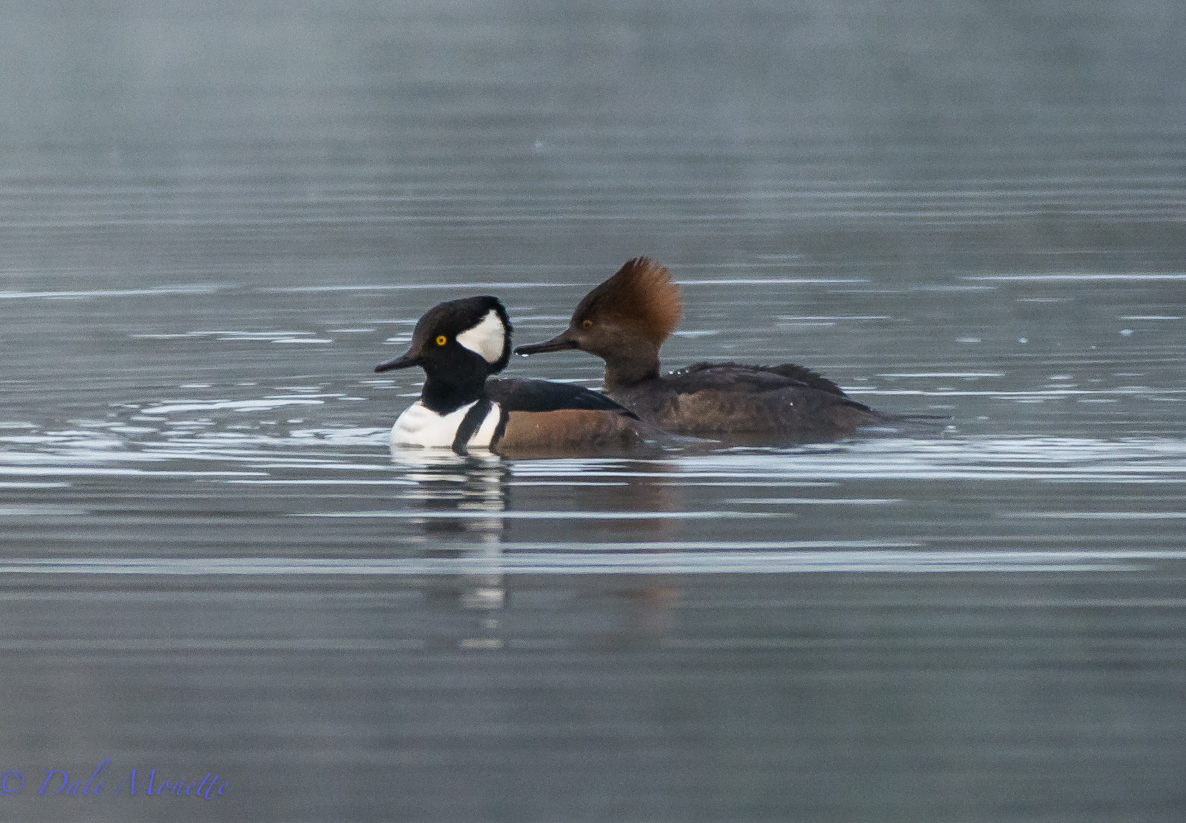 A pair of hooded mergansers hunt for food in the early morning fog in a small cove at Quabbin. 11/18/15