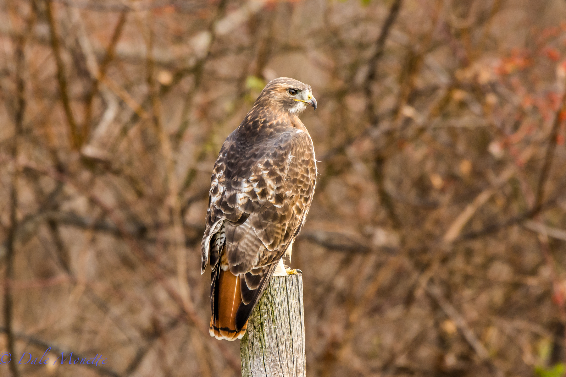 Red-tailed hawk