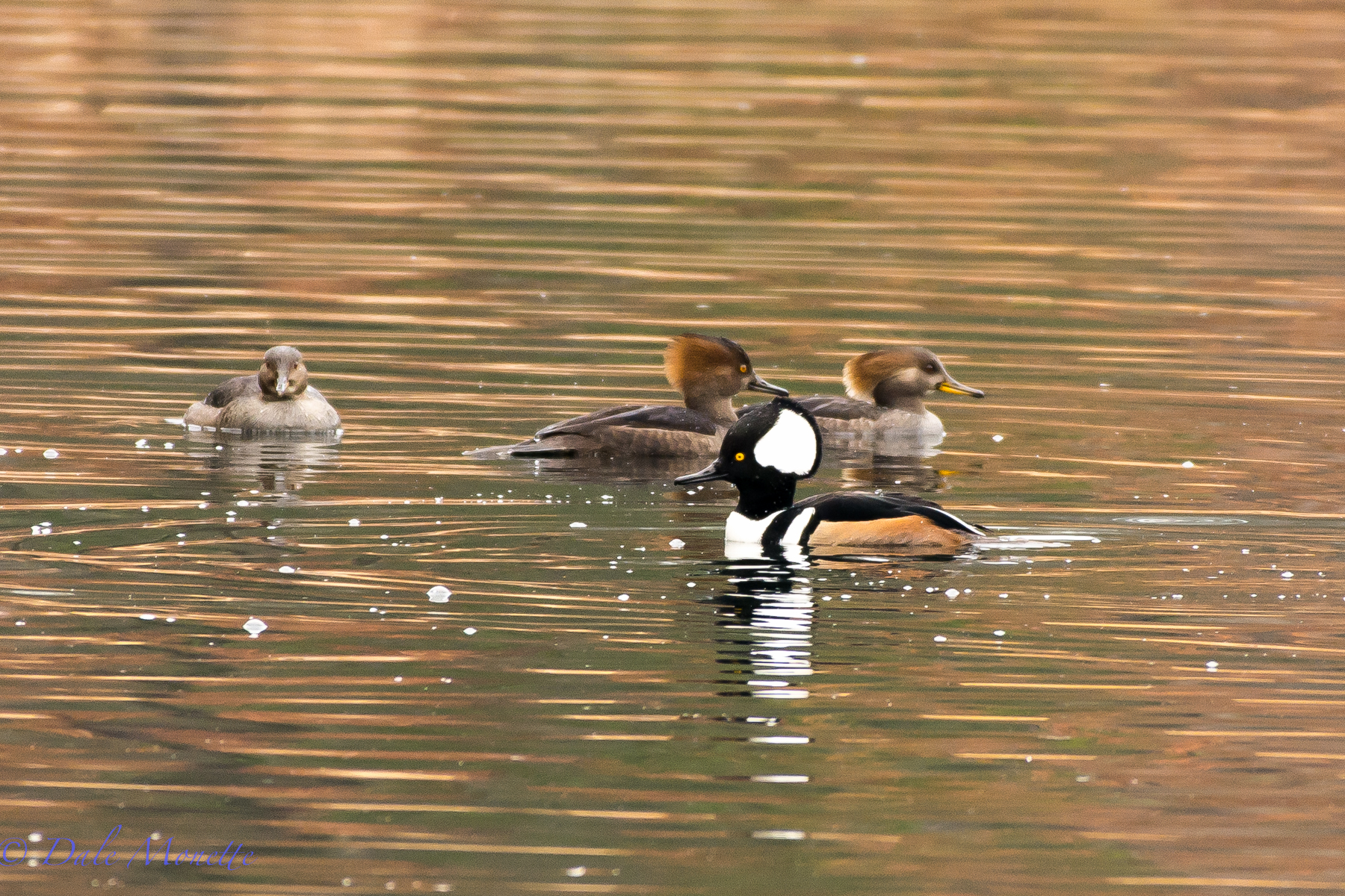 Three female hooded mergansers and one male.  Silver Lake,  Athol MA  12/11/15