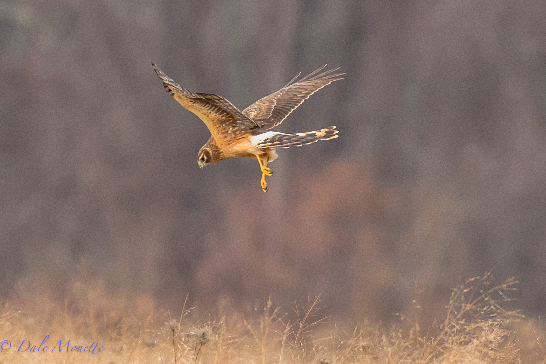 Harrier