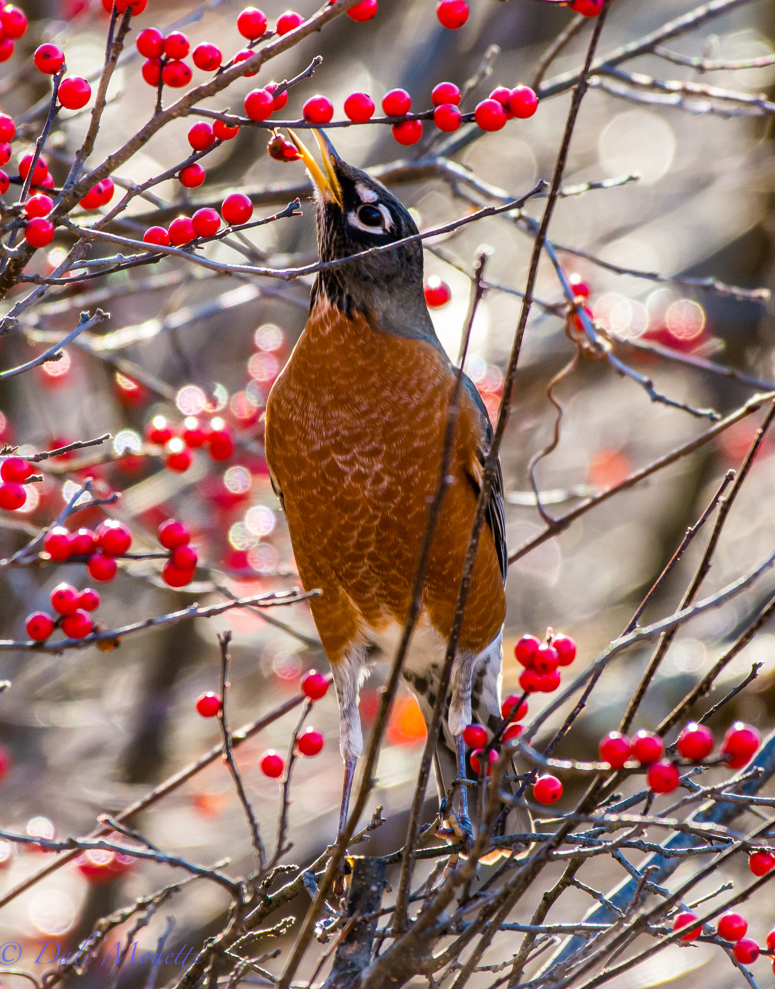 So many berries, so little time!