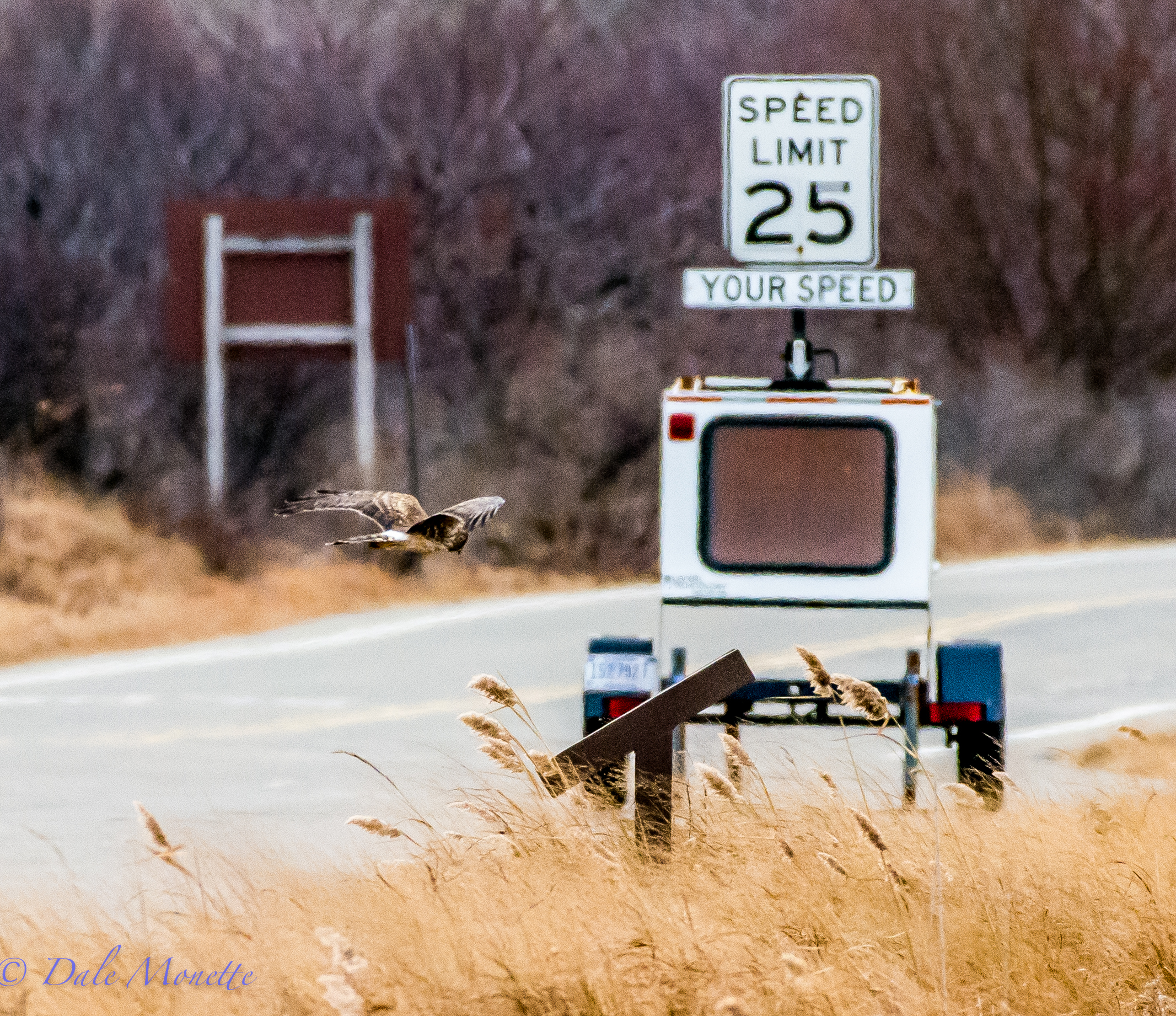 The proof is here in this photo. Harriers do not break the speed limit !! :) Plum Island, 12/21/15