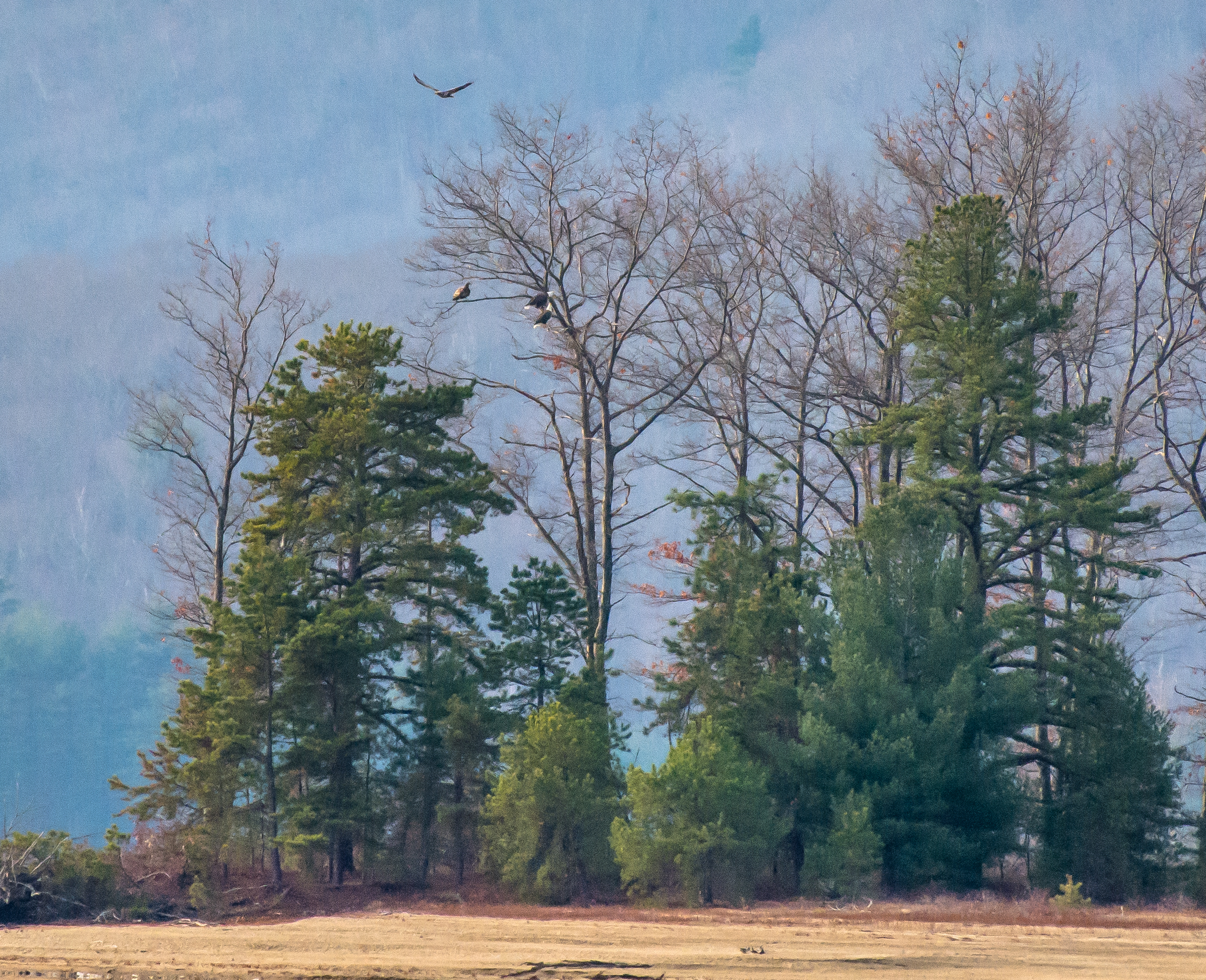 Bald eagles