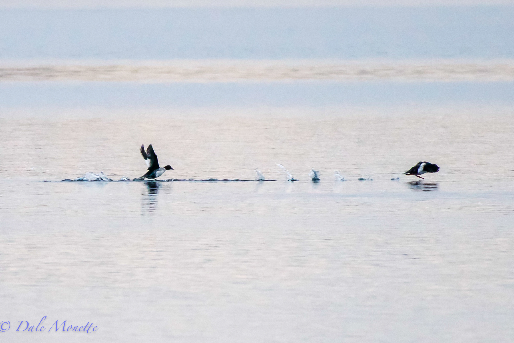 female common goldeneye ducks