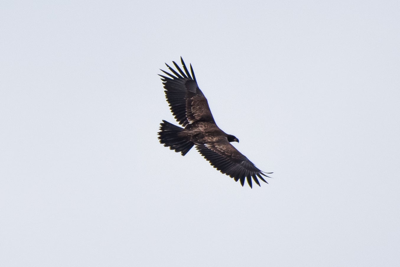 An immature bald eagle soars over northern Quabbin today.  