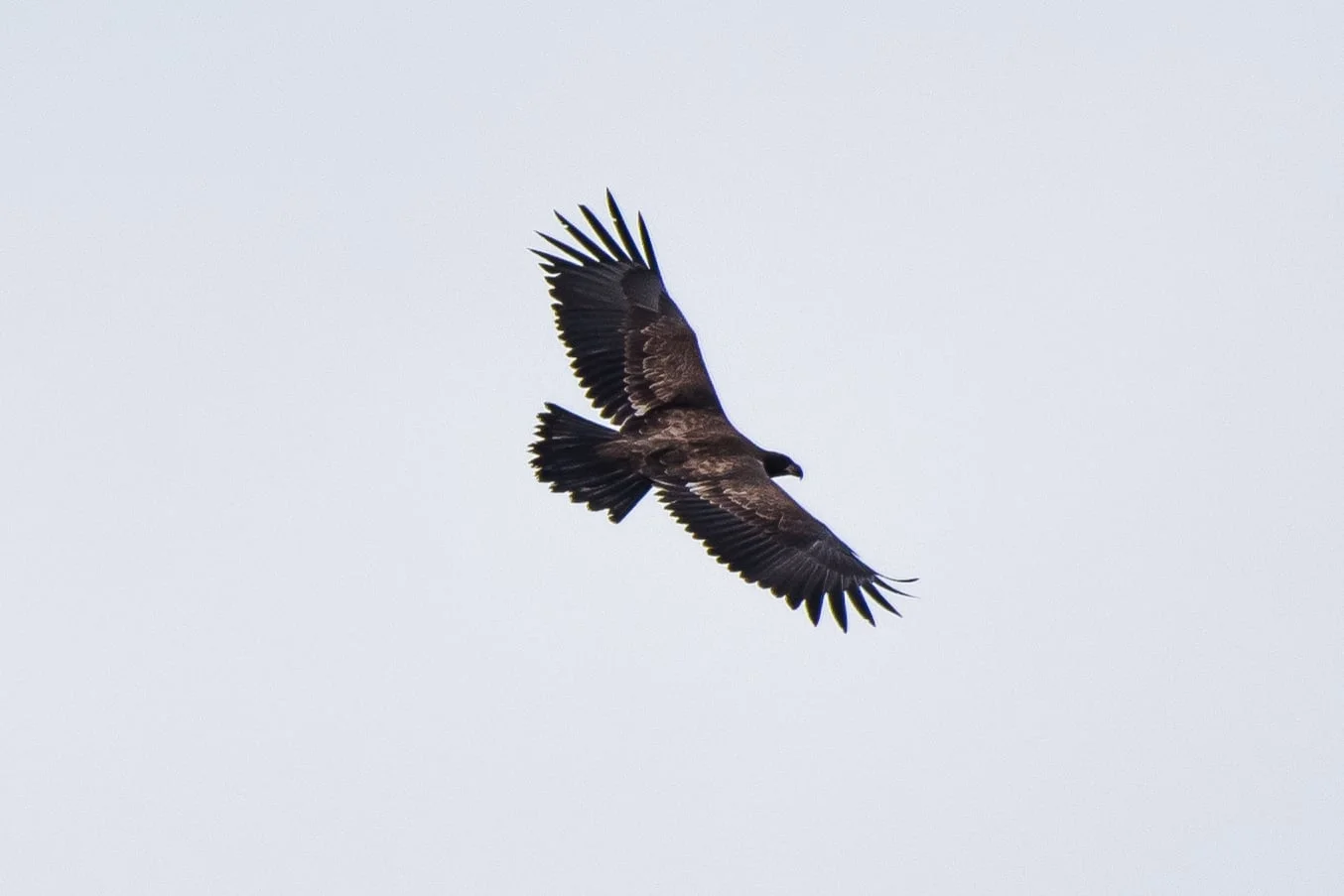Eagles Owls And Hawks North Quabbin Photography