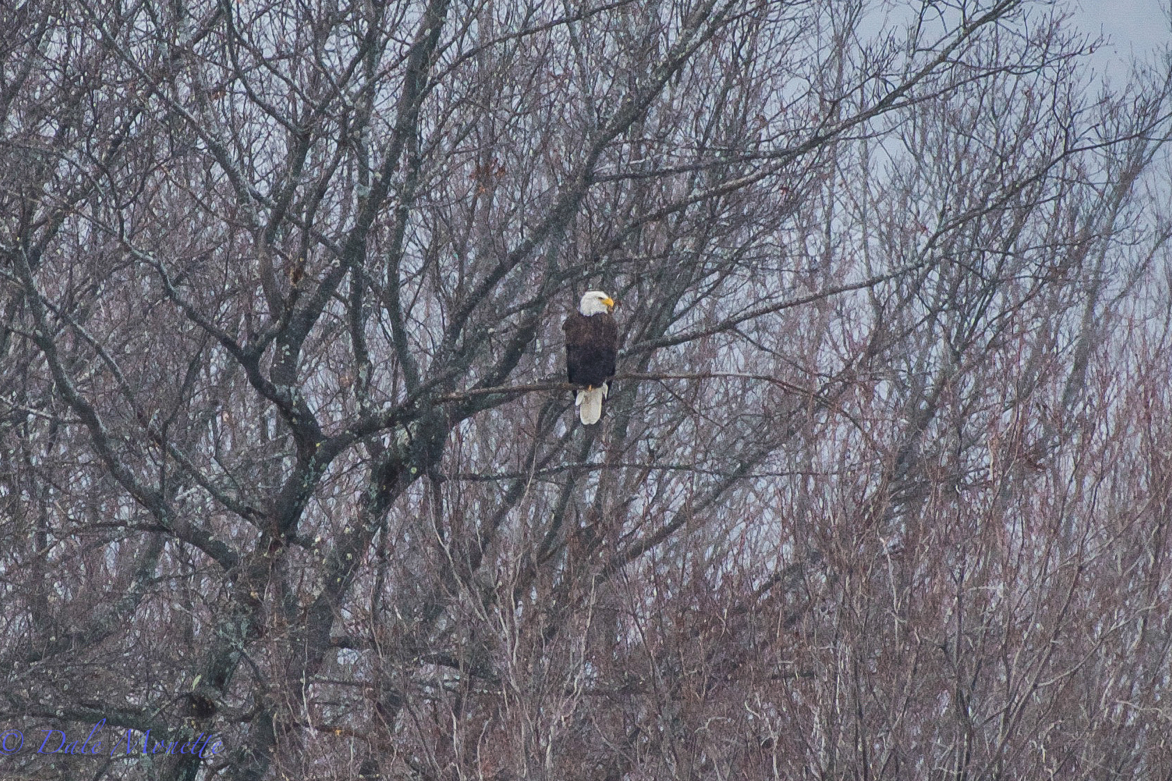 One of the bald eagles from the mating pair surveys their domain in the light snow in northern Quabbin today. 1/14/16