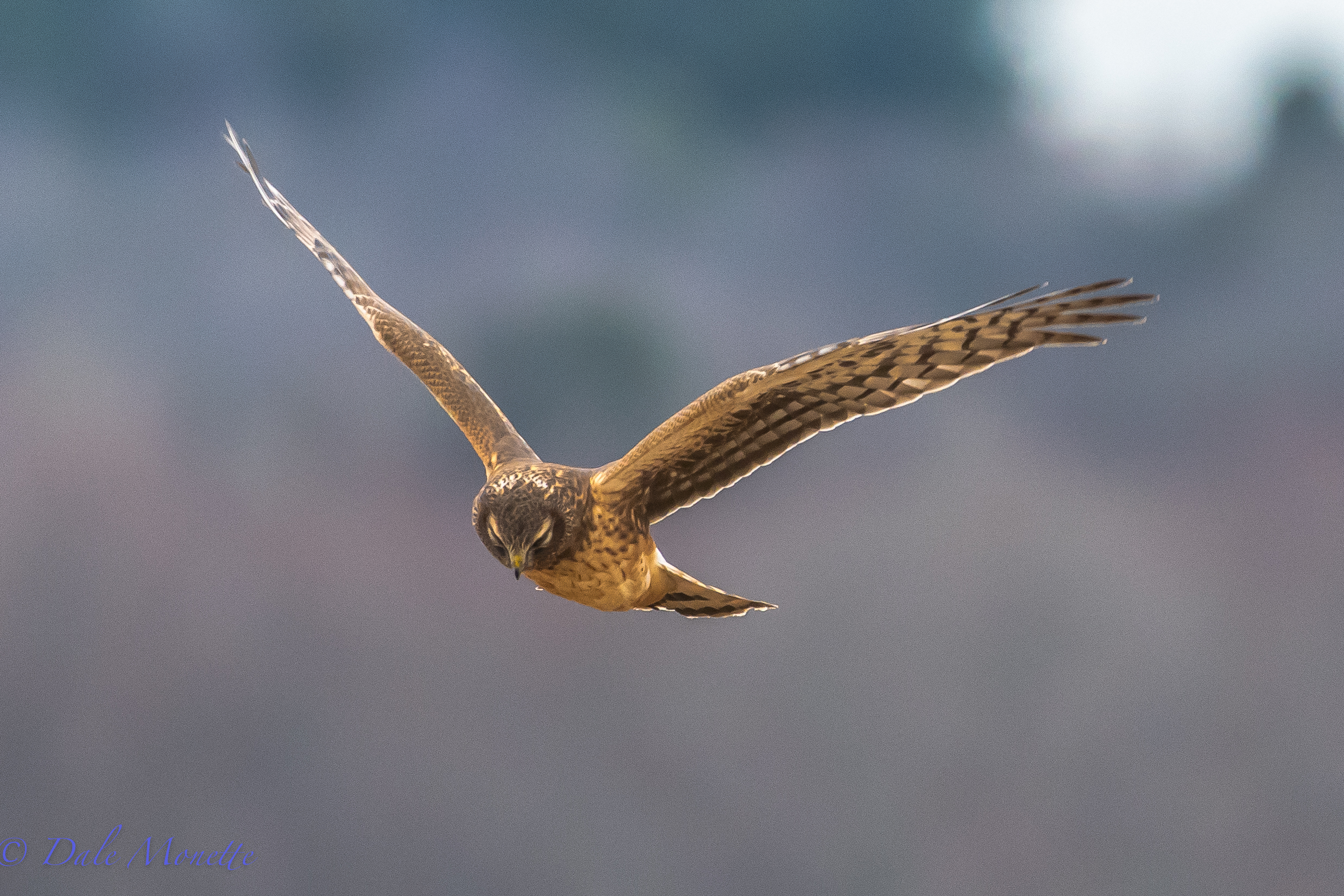 Harriers above
